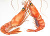 Shrimp wc 22x30 Jean Kigel.jpg (2699105 bytes)